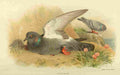 Thorburn Archibald 1885 Dove Rock A4 Photo Print