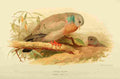 Thorburn Archibald 1885 Dove Stock A4 Photo Print