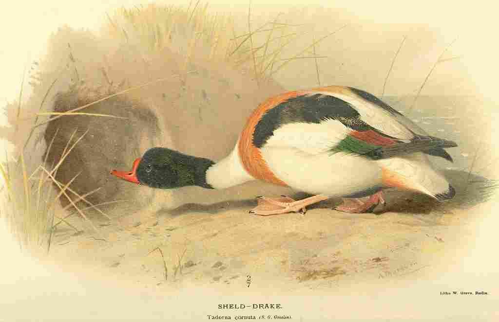 Thorburn Archibald 1885 Drake Sheld A4 Photo Print