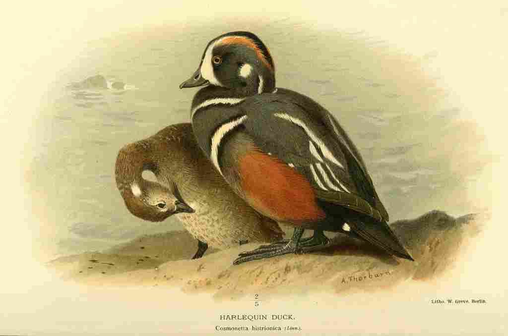 Thorburn Archibald 1885 Duck Harlequin A4 Photo Print