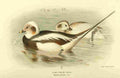 Thorburn Archibald 1885 Duck Long tailed A4 Photo Print