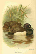Thorburn Archibald 1885 Duck Tufted A4 Photo Print