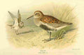 Thorburn Archibald 1885 Dunlin A4 Photo Print