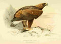 Thorburn Archibald 1885 Eagle Golden Immature A4 Photo Print