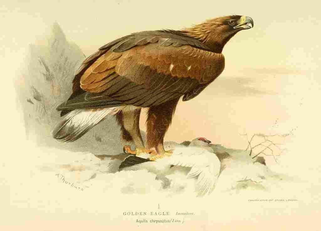 Thorburn Archibald 1885 Eagle Golden Immature A4 Photo Print