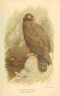 Thorburn Archibald 1885 Eagle Golden A4 Photo Print