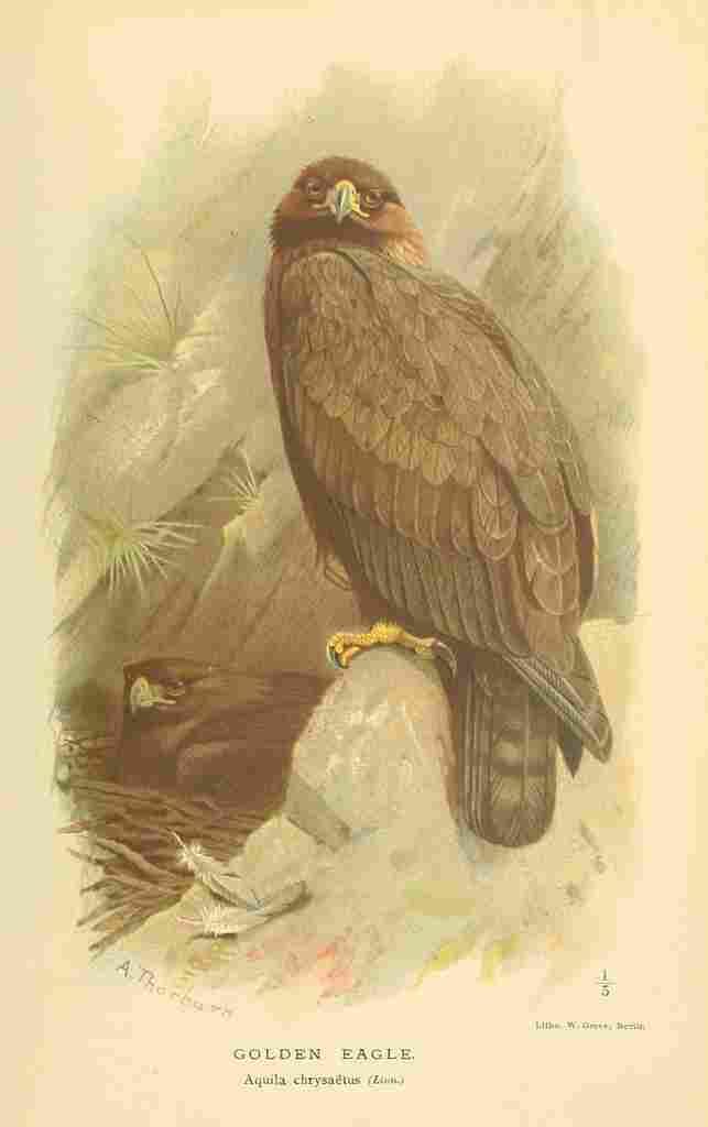 Thorburn Archibald 1885 Eagle Golden A4 Photo Print