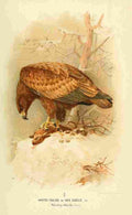 Thorburn Archibald 1885 Eagle Sea Juvenile A4 Photo Print