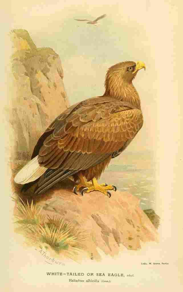 Thorburn Archibald 1885 Eagle Sea A4 Photo Print