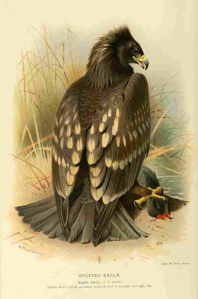 Thorburn Archibald 1885 Eagle Spotted 1 A4 Photo Print