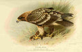 Thorburn Archibald 1885 Eagle Spotted 2 A4 Photo Print