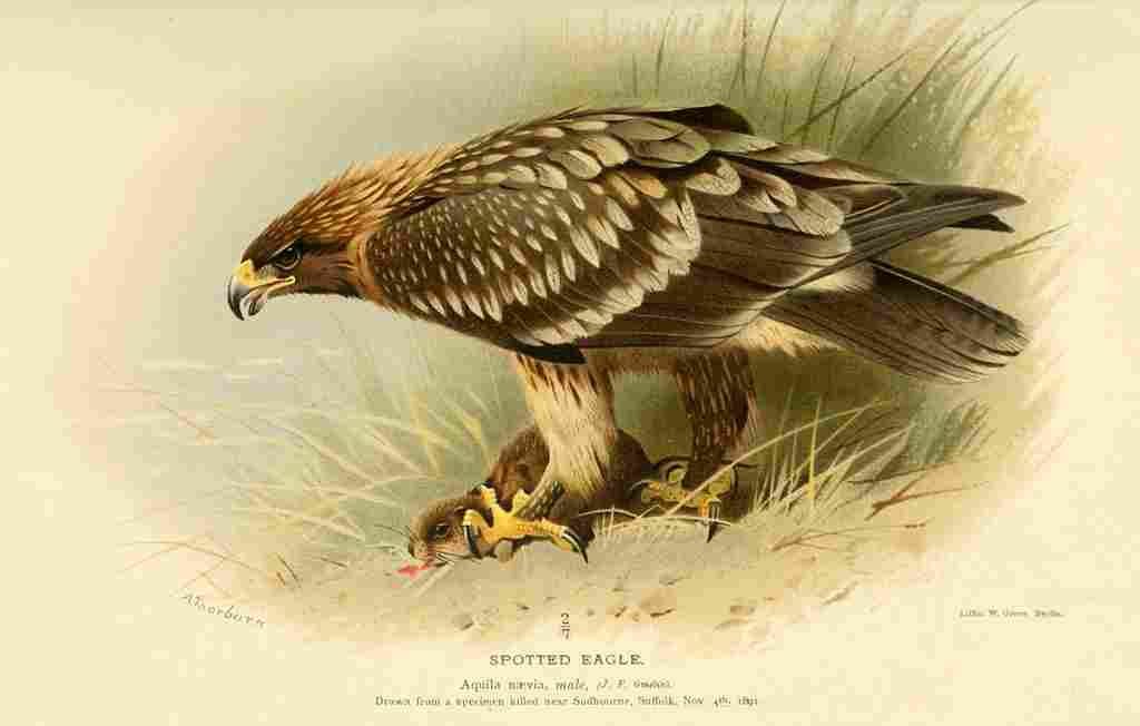 Thorburn Archibald 1885 Eagle Spotted 2 A4 Photo Print