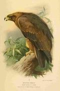 Thorburn Archibald 1885 Eagle Spotted 4th year A4 Photo Print