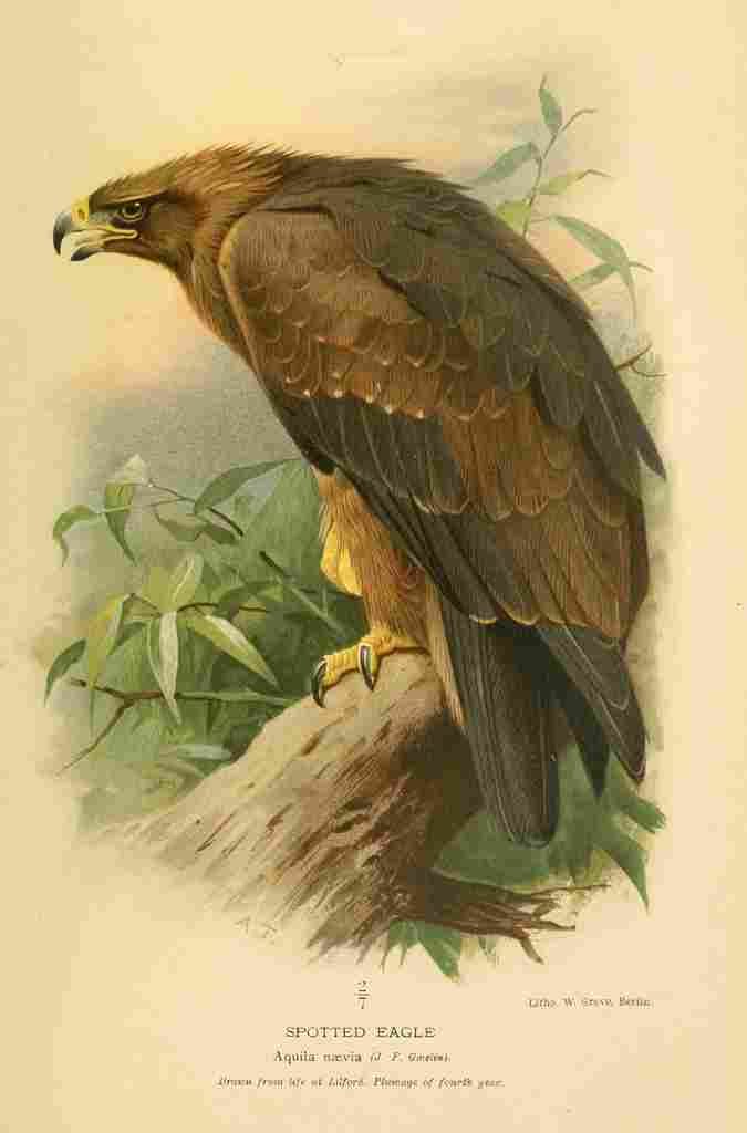 Thorburn Archibald 1885 Eagle Spotted 4th year A4 Photo Print