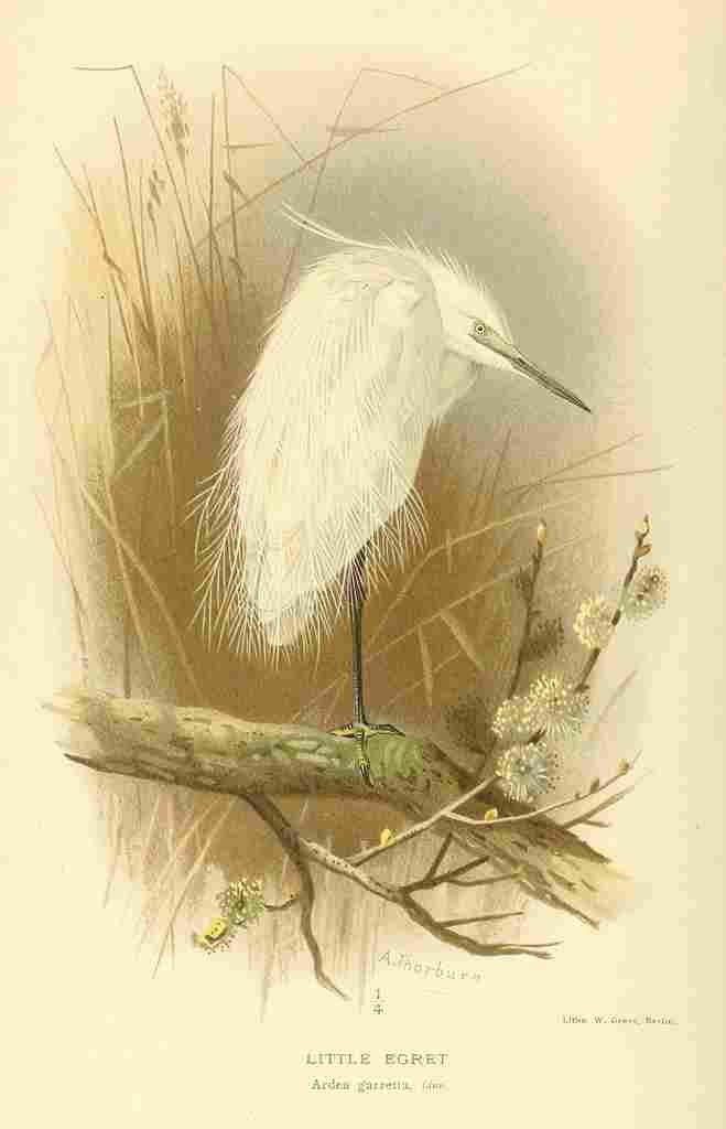Thorburn Archibald 1885 Egret Little A4 Photo Print
