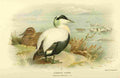 Thorburn Archibald 1885 Eider Common A4 Photo Print
