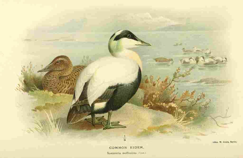 Thorburn Archibald 1885 Eider Common A4 Photo Print