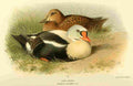 Thorburn Archibald 1885 Eider King A4 Photo Print