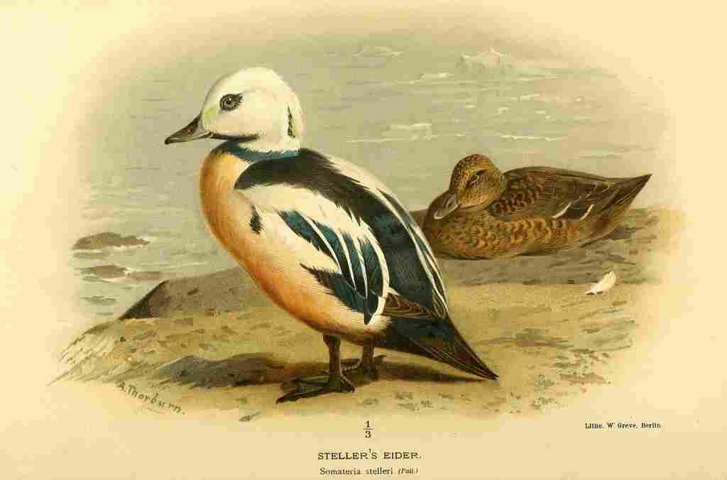 Thorburn Archibald 1885 Eider Stellers A4 Photo Print