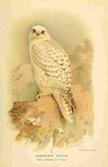 Thorburn Archibald 1885 Falcon Greenland A4 Photo Print