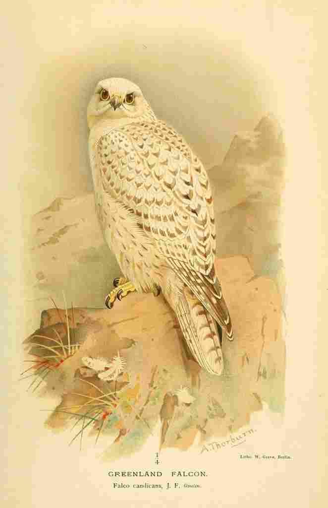 Thorburn Archibald 1885 Falcon Greenland A4 Photo Print