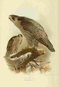 Thorburn Archibald 1885 Falcon Gyr A4 Photo Print