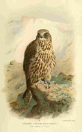 Thorburn Archibald 1885 Falcon Iceland Female A4 Photo Print