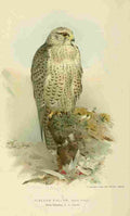 Thorburn Archibald 1885 Falcon Iceland A4 Photo Print