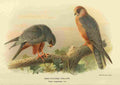 Thorburn Archibald 1885 Falcon Red footed A4 Photo Print