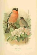 Thorburn Archibald 1885 Finch Bull A4 Photo Print