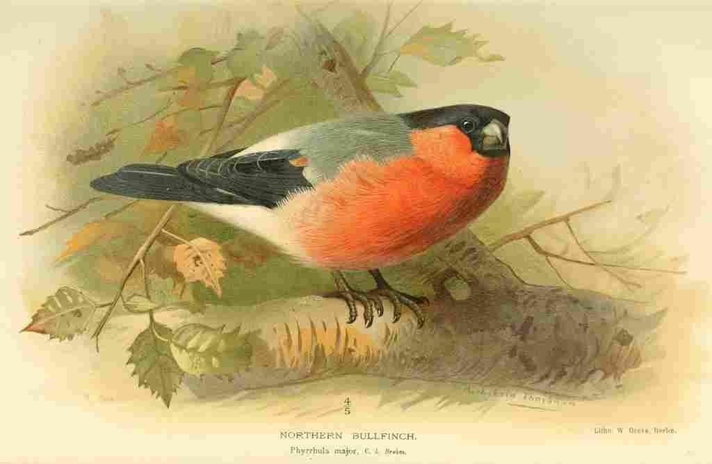 Thorburn Archibald 1885 Finch Northern Bull A4 Photo Print