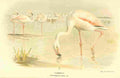 Thorburn Archibald 1885 Flamingo A4 Photo Print
