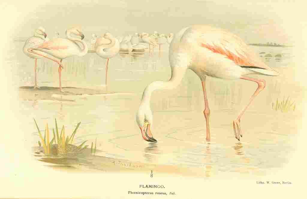 Thorburn Archibald 1885 Flamingo A4 Photo Print