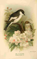 Thorburn Archibald 1885 Fly catcher Pied A4 Photo Print