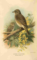 Thorburn Archibald 1885 Fly catcher Spotted A4 Photo Print