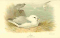 Thorburn Archibald 1885 Fulmar A4 Photo Print