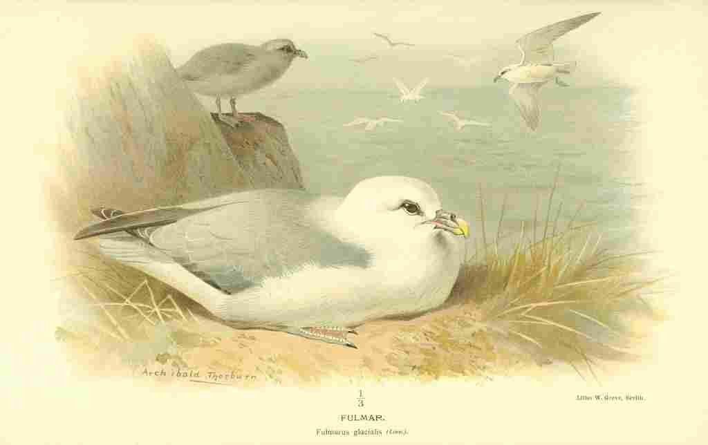 Thorburn Archibald 1885 Fulmar A4 Photo Print