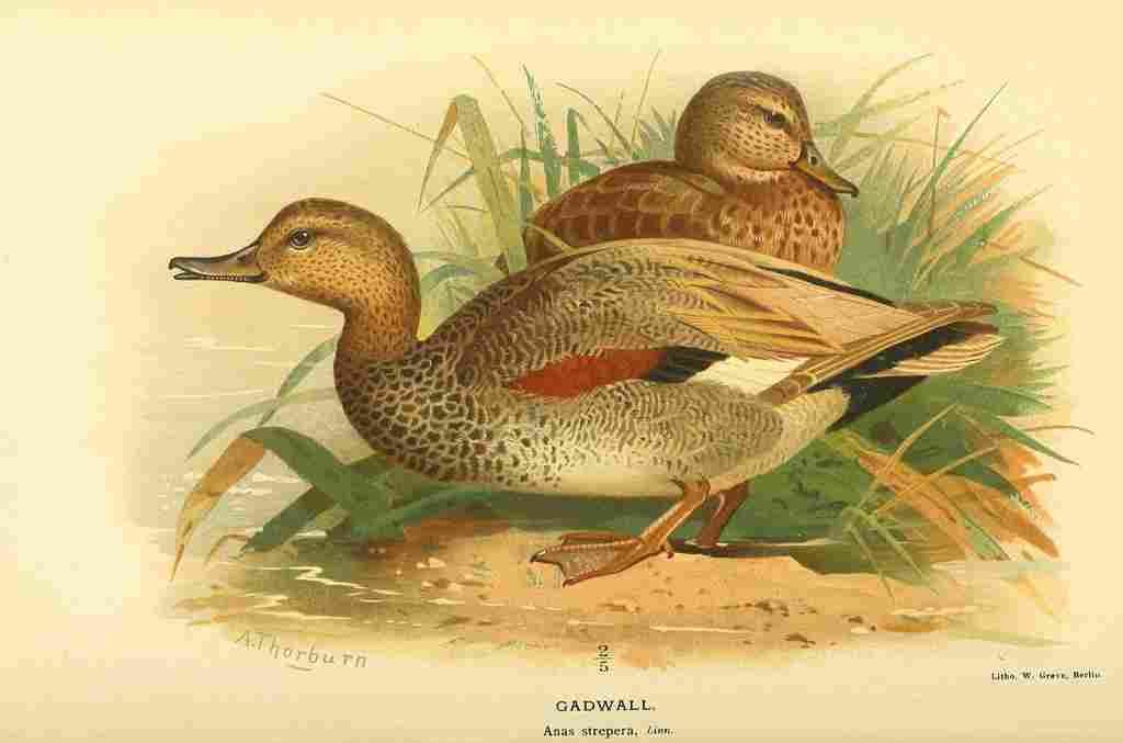 Thorburn Archibald 1885 Gadwall A4 Photo Print