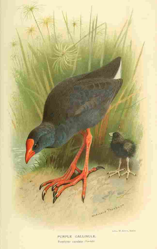 Thorburn Archibald 1885 Gallinule Purple A4 Photo Print