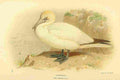 Thorburn Archibald 1885 Gannet A4 Photo Print