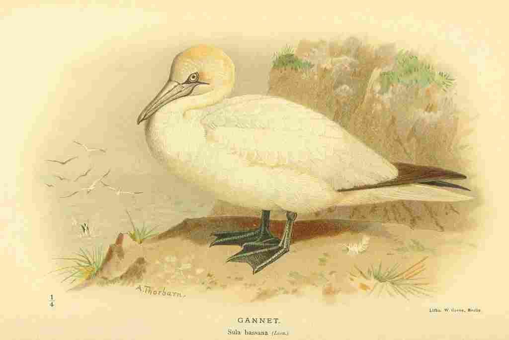 Thorburn Archibald 1885 Gannet A4 Photo Print