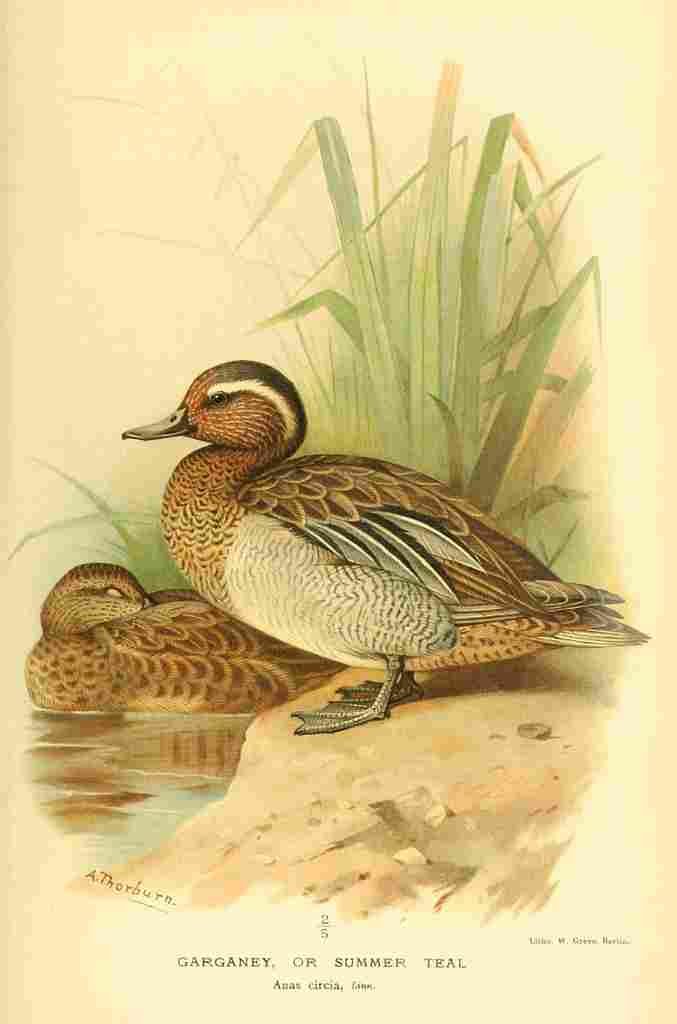 Thorburn Archibald 1885 Garganey A4 Photo Print