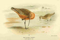 Thorburn Archibald 1885 Godwit Bar Tailed A4 Photo Print