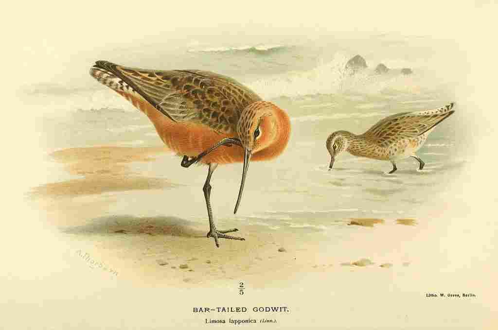 Thorburn Archibald 1885 Godwit Bar Tailed A4 Photo Print