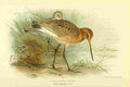 Thorburn Archibald 1885 Godwit Black Tailed A4 Photo Print