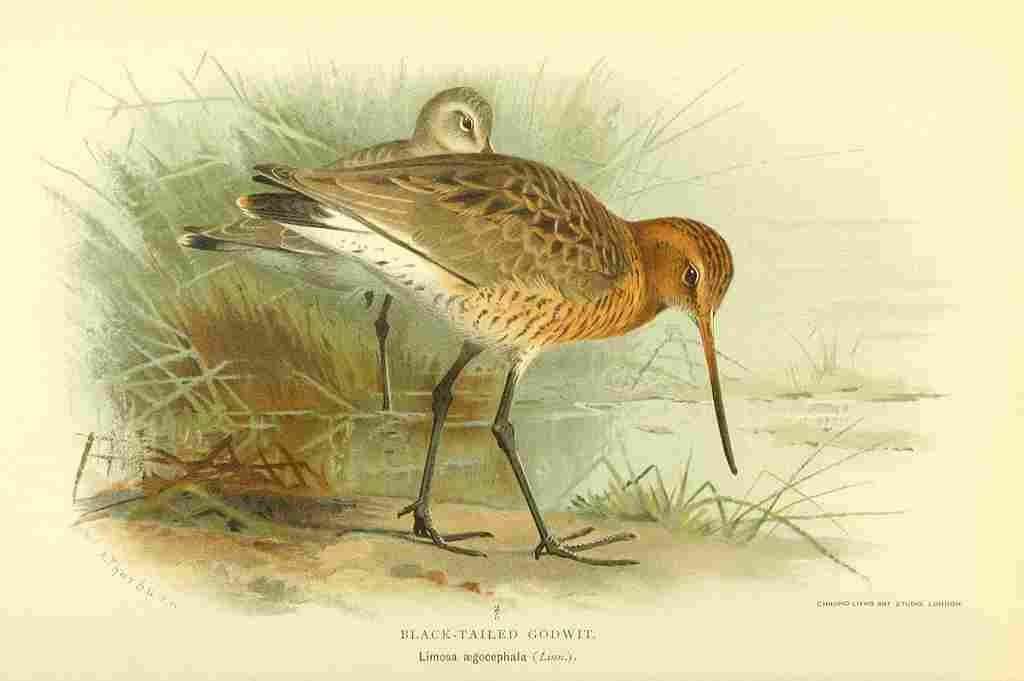 Thorburn Archibald 1885 Godwit Black Tailed A4 Photo Print