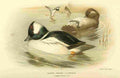 Thorburn Archibald 1885 Goldeneye Buffel headed A4 Photo Print