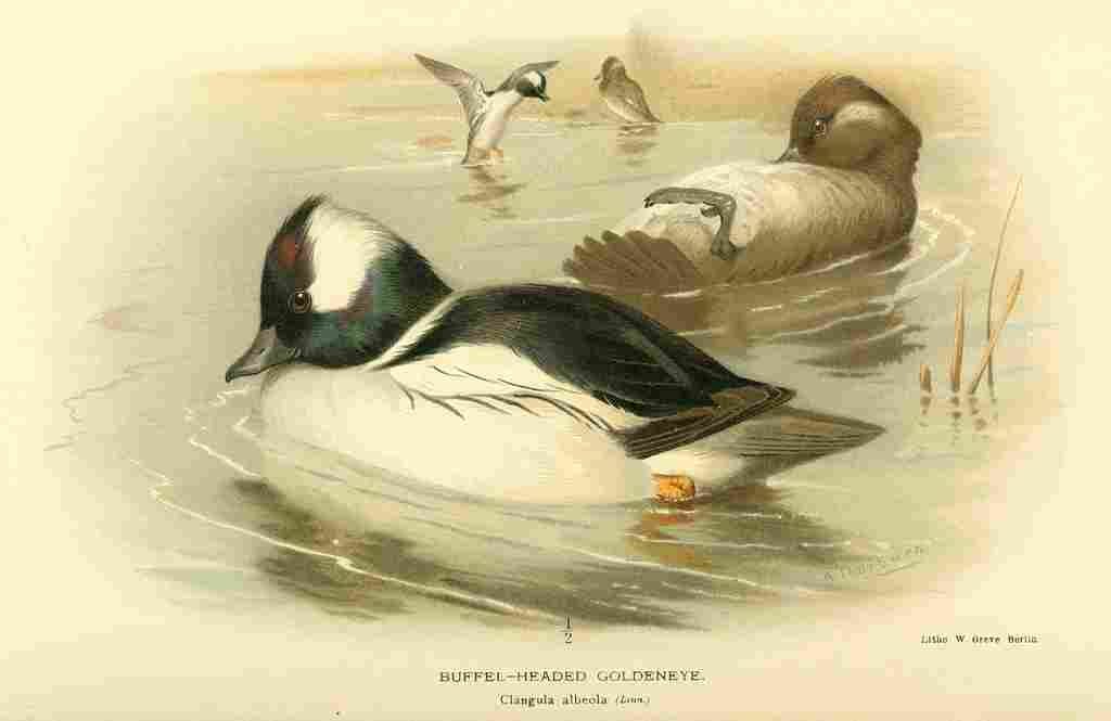 Thorburn Archibald 1885 Goldeneye Buffel headed A4 Photo Print