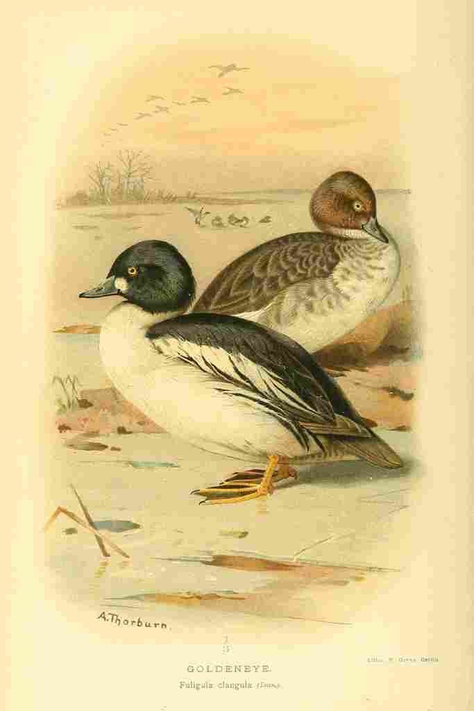 Thorburn Archibald 1885 Goldeneye A4 Photo Print