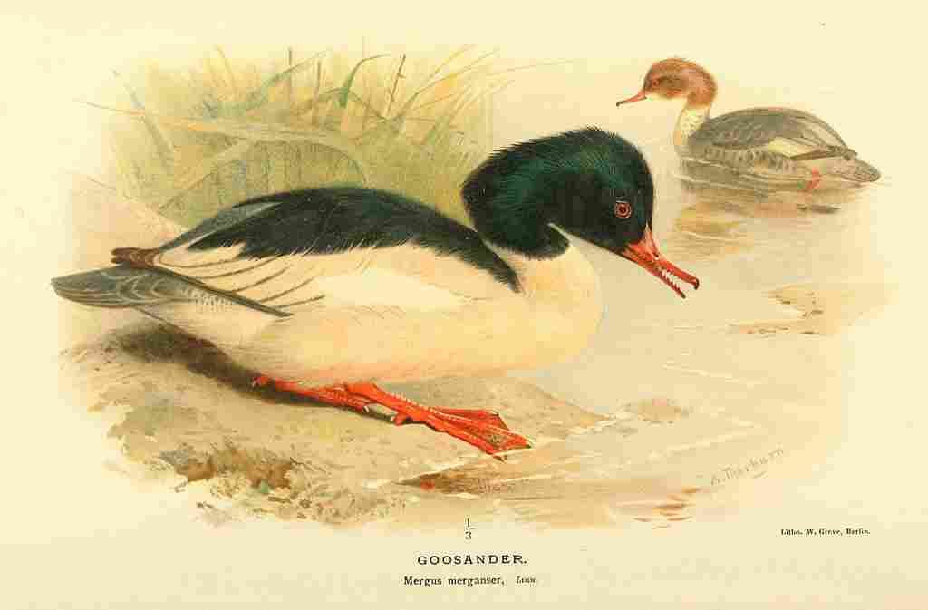 Thorburn Archibald 1885 Goosander A4 Photo Print